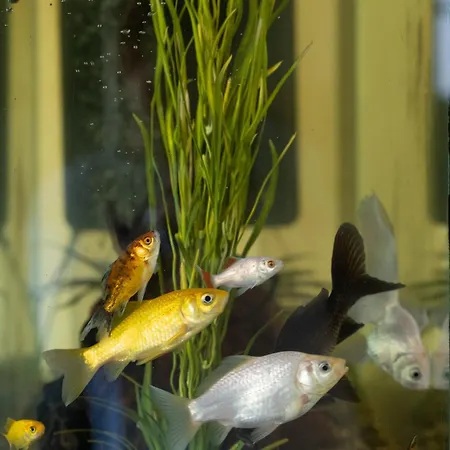 Otel California Pastry 3*