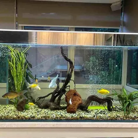 California Pastry 3*