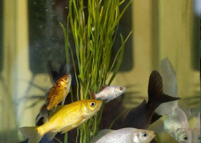 Hotel California Pastry 3*