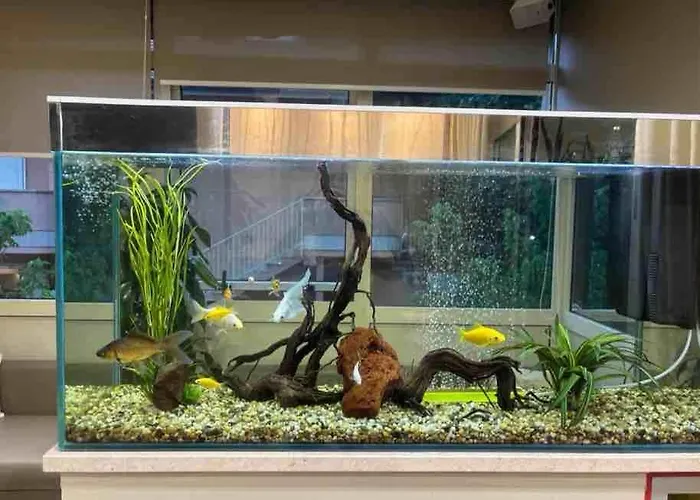 California Pastry 3*